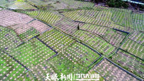 貴州望謨 特色林業換來 金山銀山